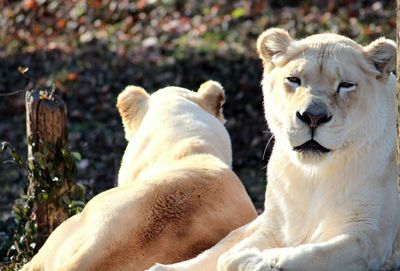 Close-up of lion