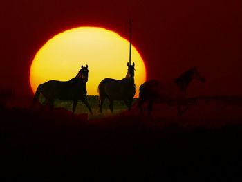 Horses in a orange sunset