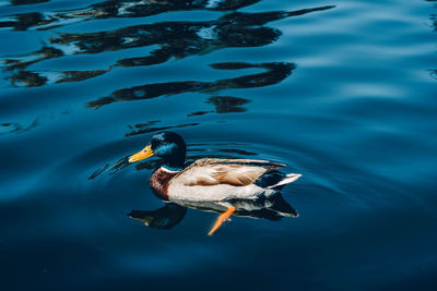 High angle view of duck swimming in lake