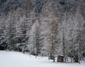 Trees on snow covered land