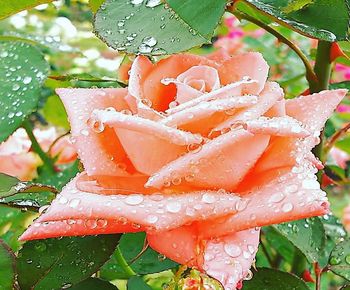 Close-up of wet plant with rain drops