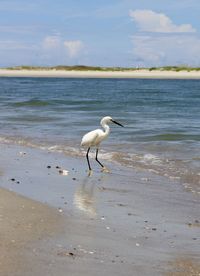 Little egret on beach 