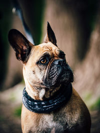 Close-up of a dog looking away