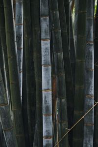 Full frame shot of bamboo hanging