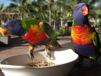 Close-up of parrot eating food