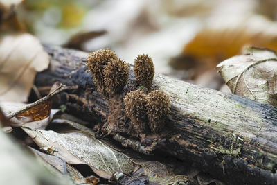 Close-up of dry plant on rock