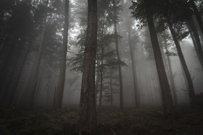 Trees in forest