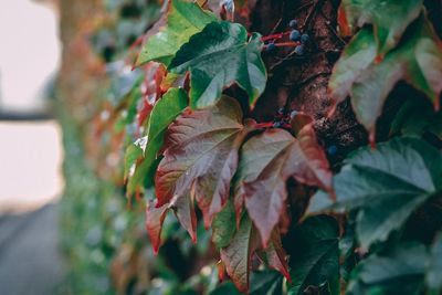 Close-up of leaves on tree