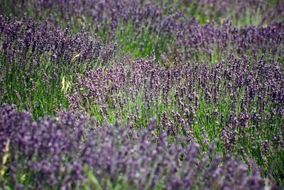 Close-up of lavender growing on field