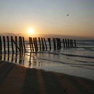 Silhouette birds on beach against sky during sunset