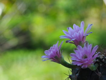 Close-up of purple flowering plant