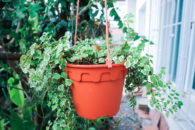 Close-up of potted plant hanging in yard