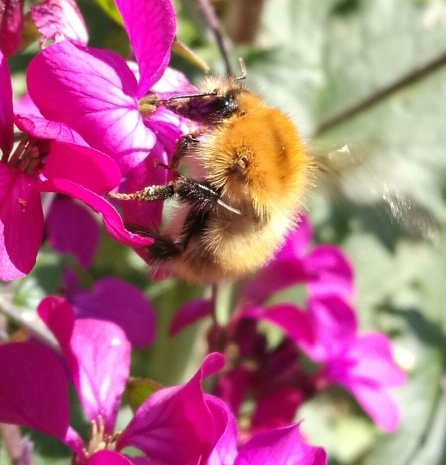 flower, invertebrate, animal themes, flowering plant, animal, plant, beauty in nature, animal wildlife, one animal, insect, animals in the wild, fragility, pink color, freshness, vulnerability, close-up, petal, bee, growth, nature, pollination, flower head, no people, bumblebee