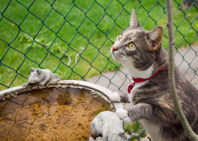 Close-up of cat sitting outdoors