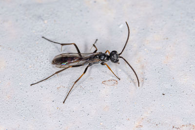 Close-up of spider on wall