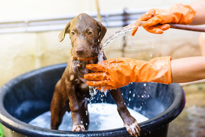 Cropped hands of bathing dog in container