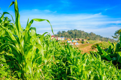 Close-up of fresh green plants in field against sky