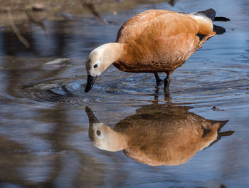 Duck drinking water in a lake