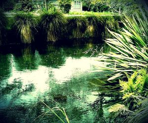 Reflection of trees in water