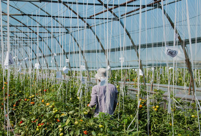 Rear view of man at greenhouse