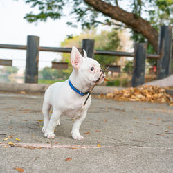 White dog looking away on footpath