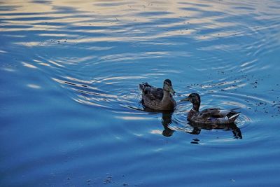 Two swimming in water