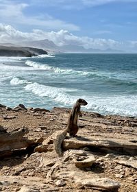 sea