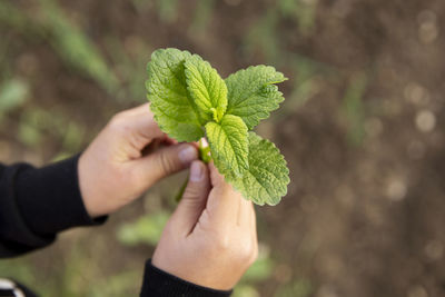 Close-up of hand holding plant