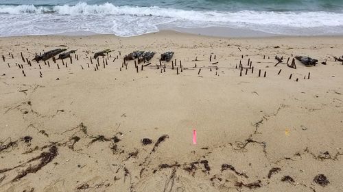 Flock of birds on beach