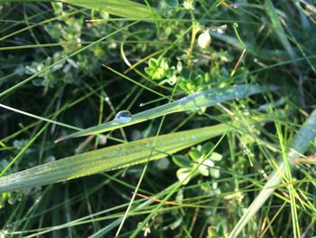 Close-up of insect on grass