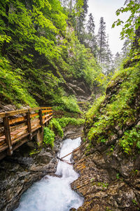 Stream amidst trees in forest
