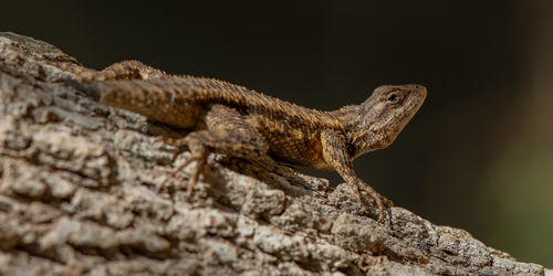 Close-up of lizard on tree trunk side view