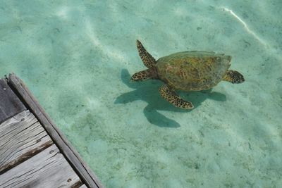 High angle view of turtle swimming in sea