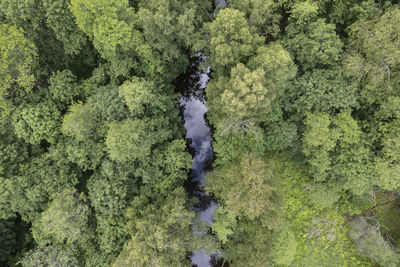 High angle view of trees