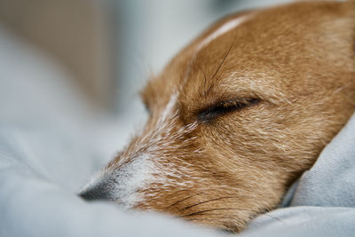 Close up shot of cute dog sleeping in bed.