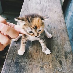 Close-up of kitten