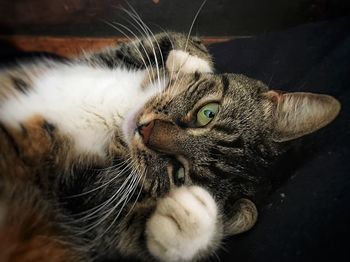 Close-up portrait of a cat