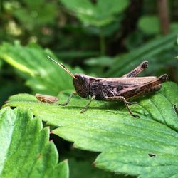 Close-up of insect on plant