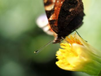 Close-up of flower