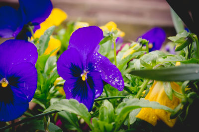 Close-up of purple flowers blooming outdoors