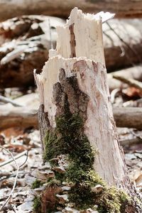 Close-up of tree trunk during winter