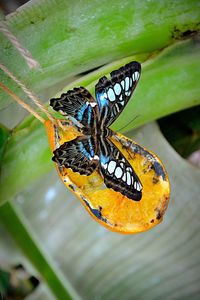 Close-up of butterfly perching on flower