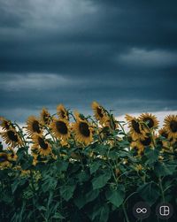 Close-up of flowering plant against sky