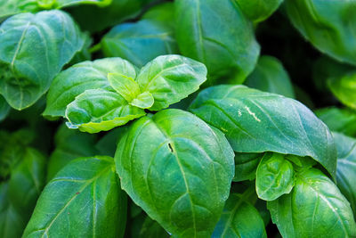 Close-up of fresh green leaves