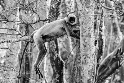 Low angle view of monkey on tree in forest