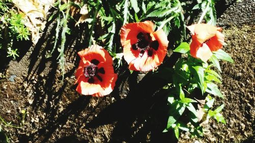 Close-up of red flowers