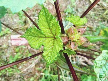 High angle view of plant leaves on land