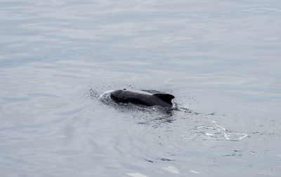 High angle view of swimming in sea