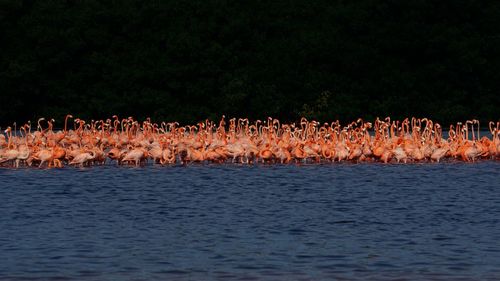 Flamingoes in sea against sky