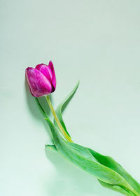 Close-up of pink rose flower against white background
